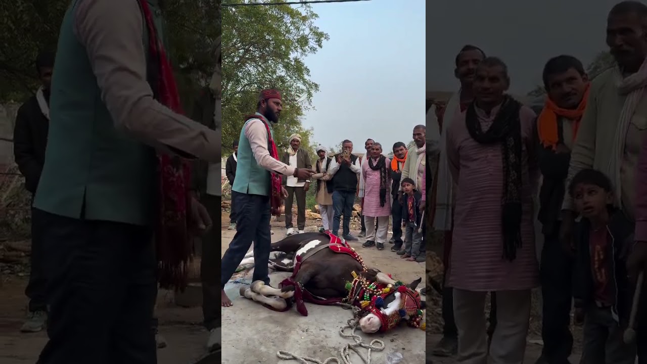 घोड़े की कला कारी Viral video #funny #horsedance #viral 