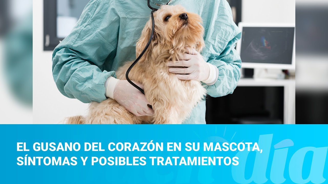 El gusano del corazón en su mascota, síntomas y posibles tratamientos