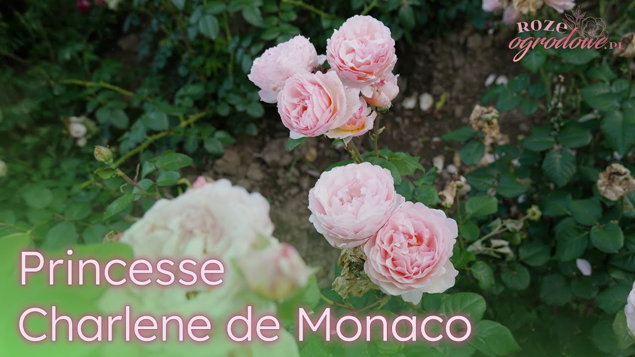 Nieustannie kwitnąca róża wielkokwiatowa. Princesse Charlene de Monaco (Duftjuwel)