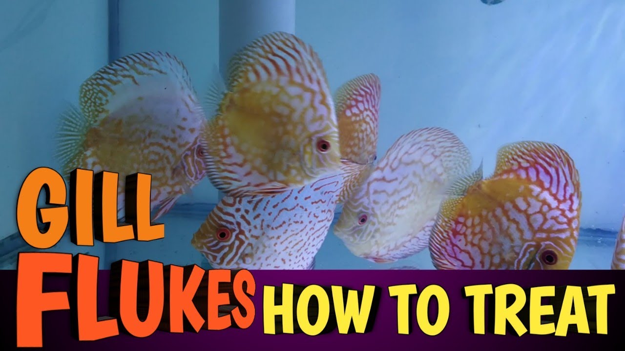 DISCUS GILL FLUKES | Gill Flukes treatment | How to treat Gill Flukes in Discus | Discus disease