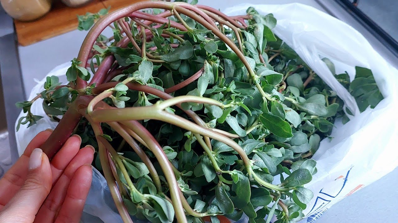 ПОРТУЛАК вкуснее чем мясо! Пальчики оближешь! Соседи в Турции научили меня так готовить сорняк