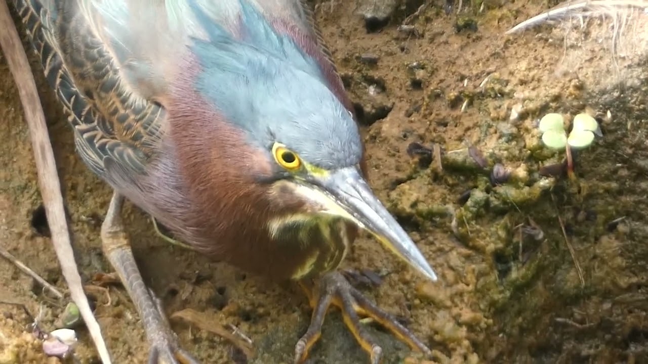 Green Heron, Varadero, Cuba - clip P1310295