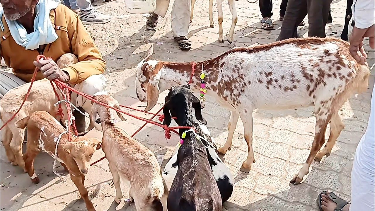 Kanpur bakra Mandi bakarganj bajar 34 hajar ke2 bakra #kanpur @Farhanvlogger1234 #goat #shorts #vlog