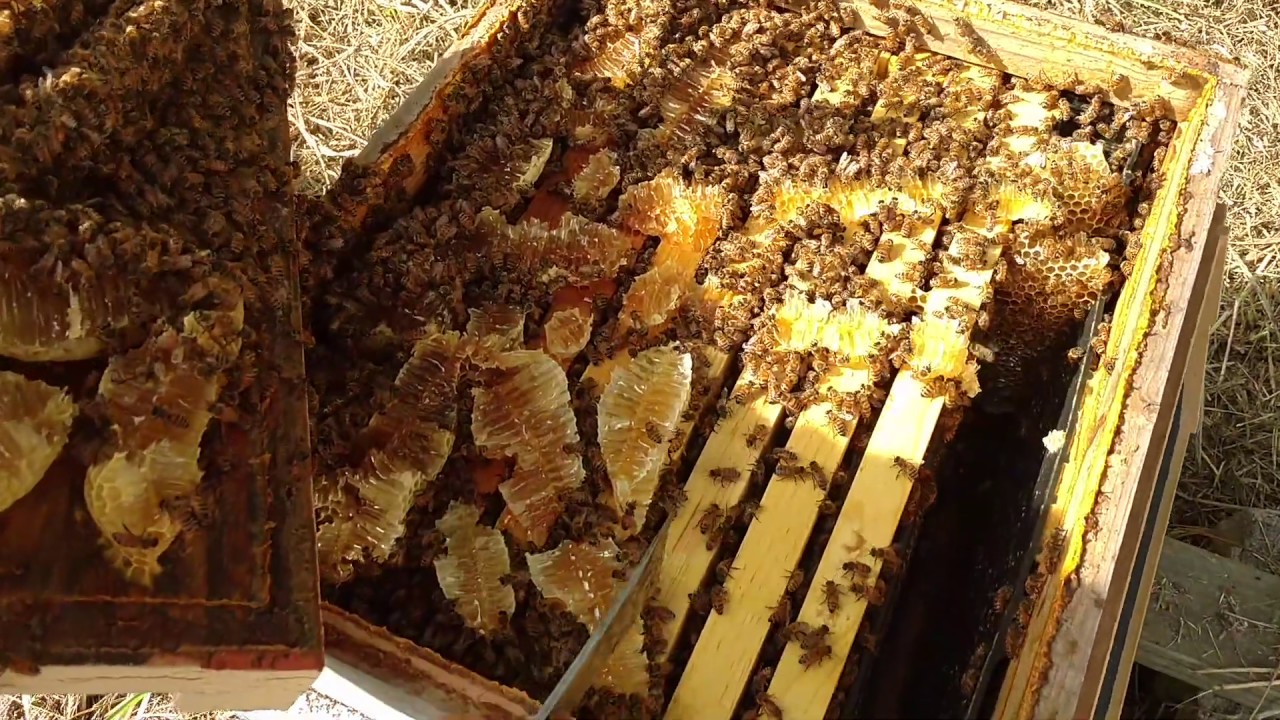 🔵Late beekeepers, busy bees, and fall honey! YUM!