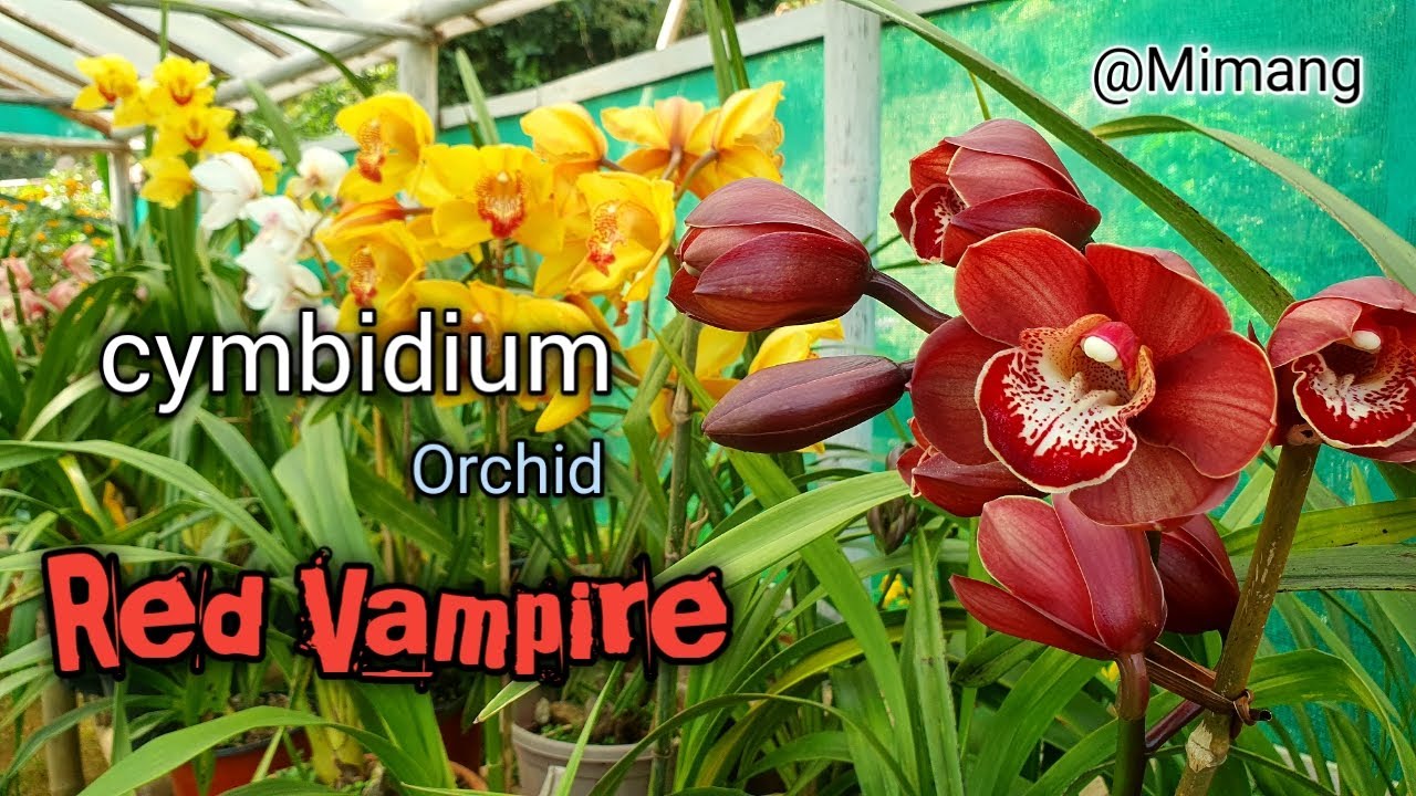 Cymbidium Orchid Red Vampire / Mimang Vlog //