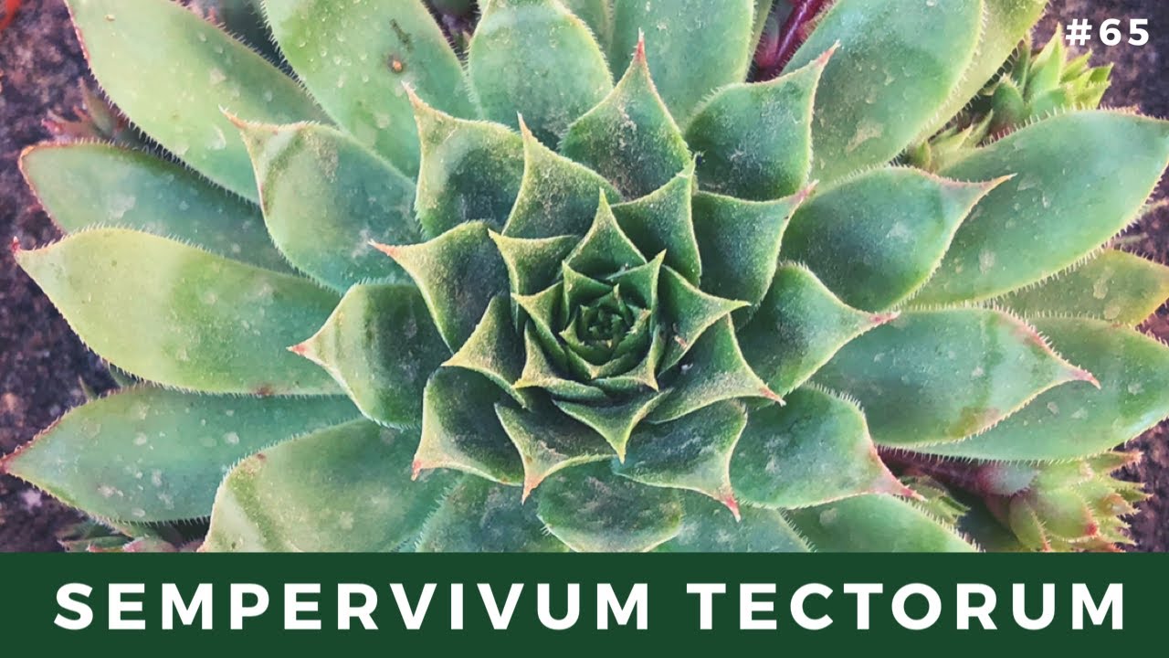 SEMPERVIVUM TECTORUM | Siempreviva Mayor