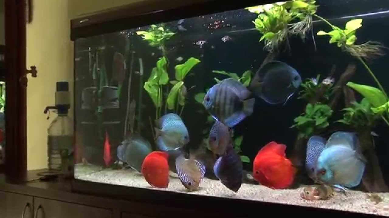 Discus aquarium 620 l