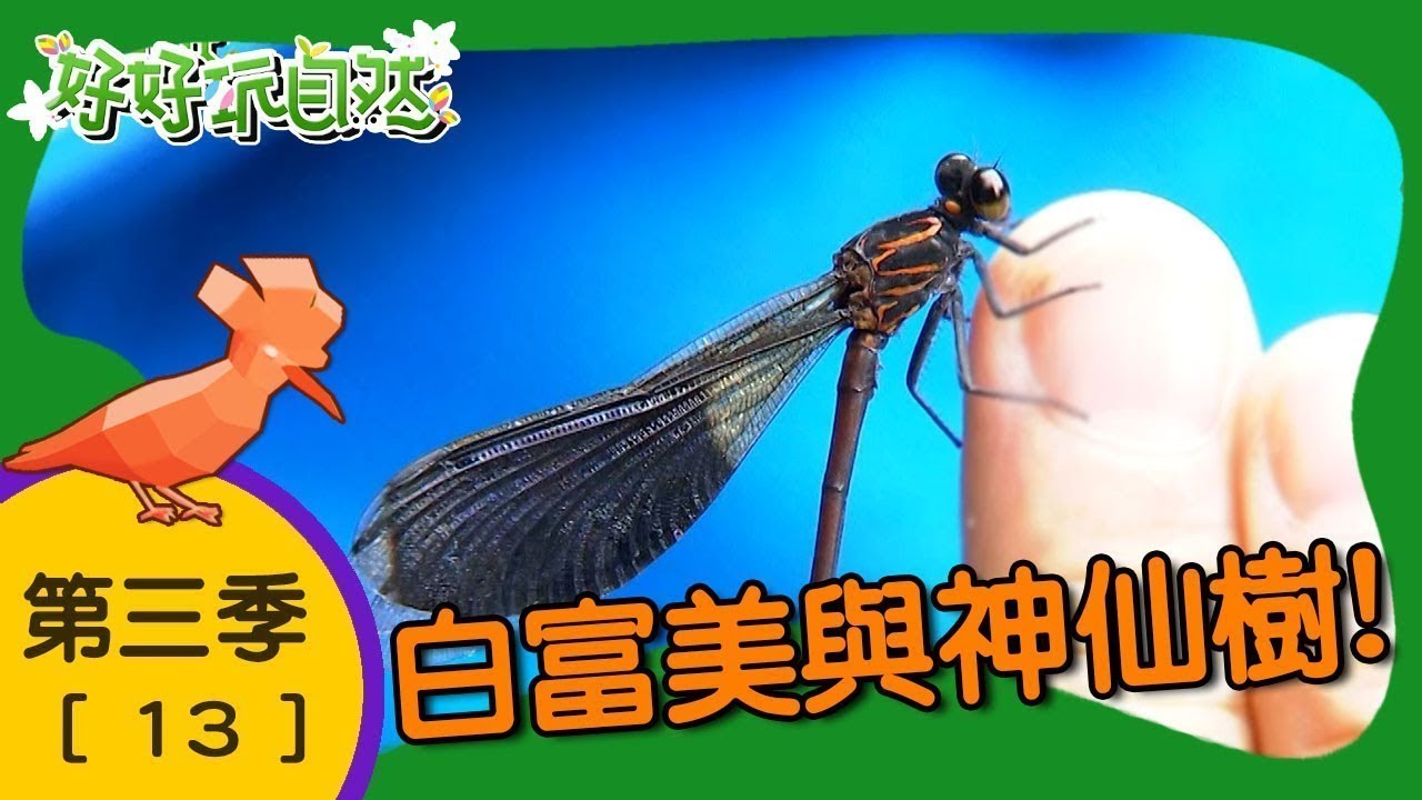 【好好玩自然】白富美與神仙樹！繡眼畫眉 紫青銅天牛｜第13集_第三季｜宜蘭 林美村｜柳丁哥哥 阿傑老師｜生態探索｜YOYO