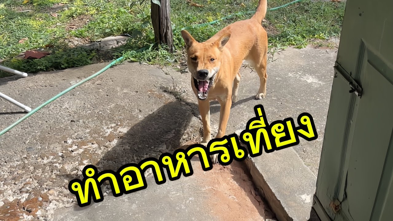 ทำอาหารง่ายๆ