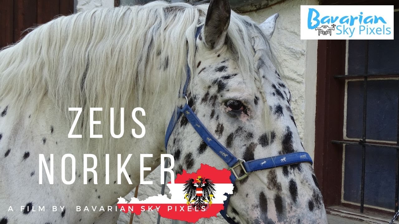 Zeus XVI ein Noriker in Österreich #Noriker #pferde