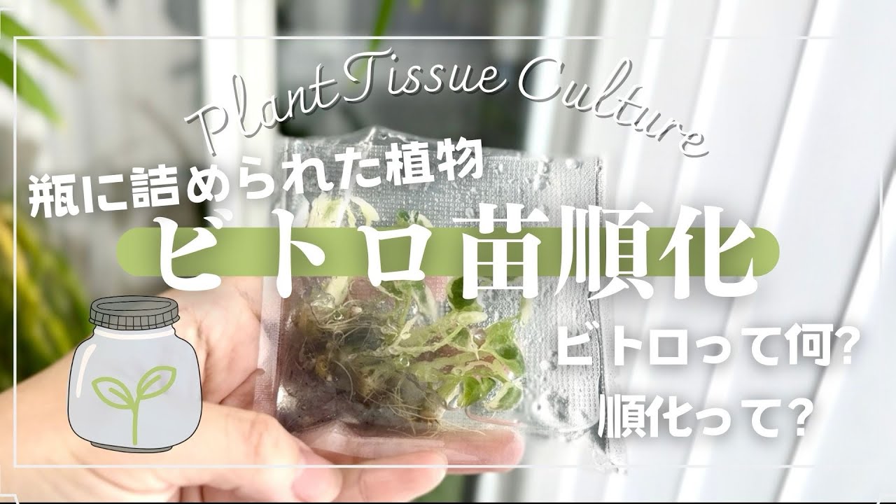 【ビトロ苗】瓶に詰まった植物！？ビトロ苗の順化🌱アロカシアニンジャ斑入り🌱成功率を上げる方法を伝授🌱