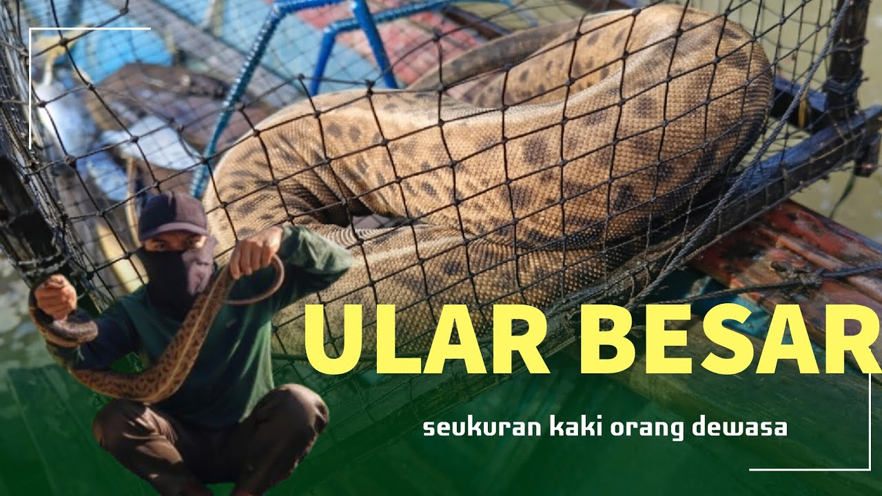 Ular Raksasa Masuk Bubu! Besarnya Seukuran Kaki Orang Dewasa 😱