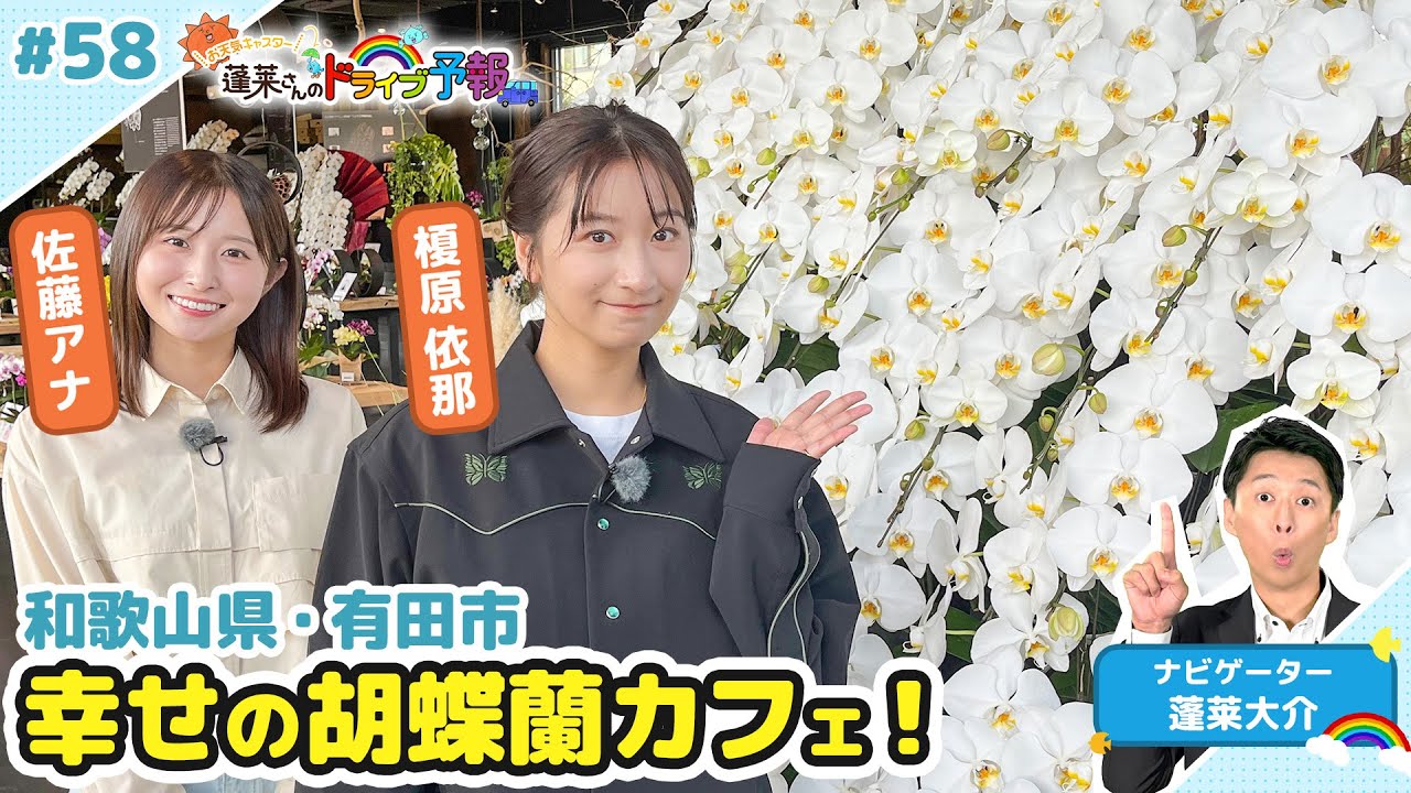 【蓬莱さんのドライブ予報＃５８】和歌山・有田市　幸せの胡蝶蘭カフェ