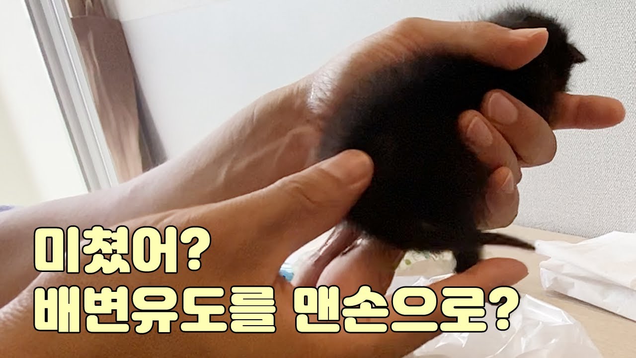 아기고양이 배변유도 어렵지 않아요!.... 정말 그럴까?ㅠㅠ