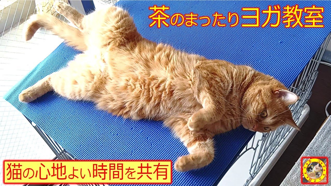 99　茶　食後の　まったりヨガマット【猫の心地よい時間】茶♂5歳　ヨガマットの上でゴロゴロ柔軟体操その後いつの間にか寝てしまいます　#ねこ#猫動画#猫遊び#cat#猫のいる暮らし