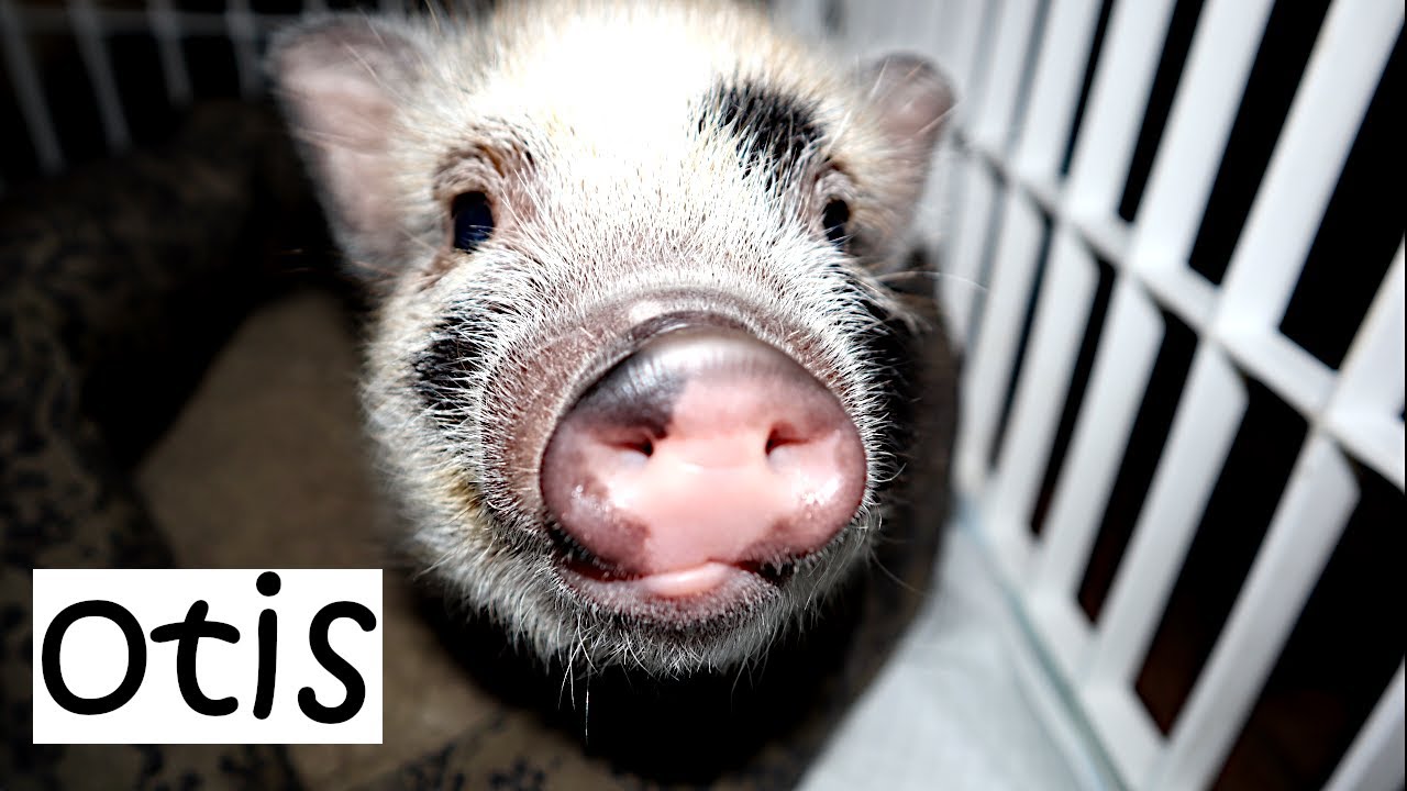 JULIANA PIG | NEW FAMILY PET