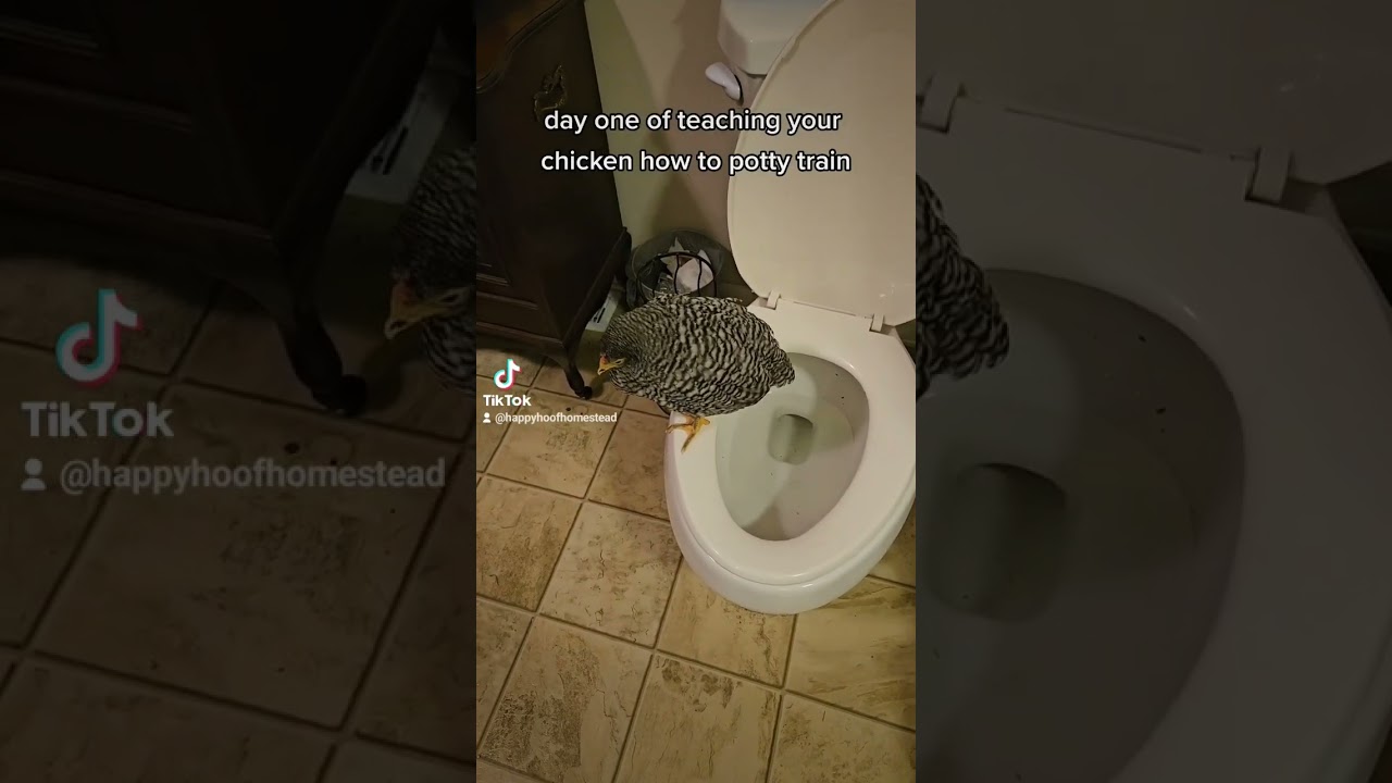 you can teach a new chick new tricks #chicken #shorts #pottytraining #homesteading