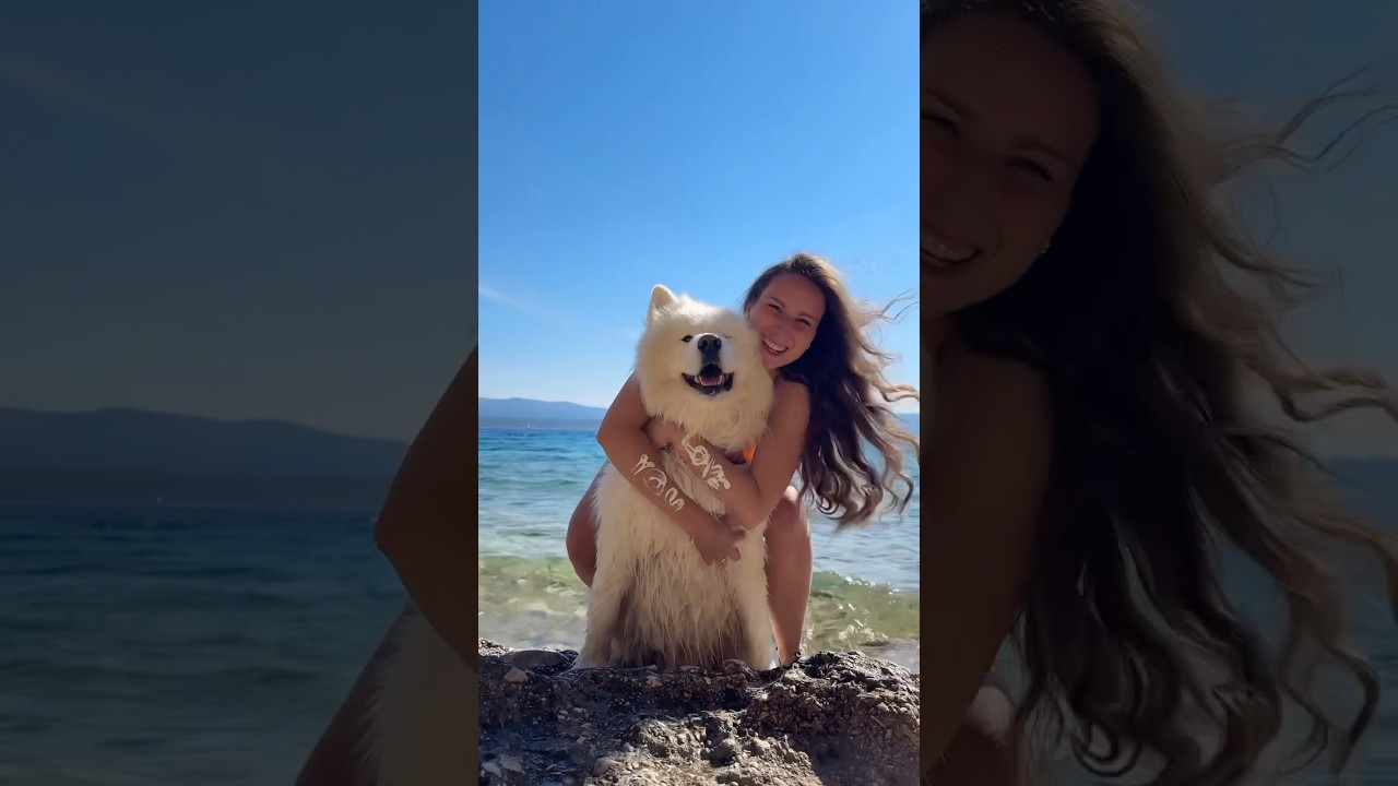 Beach day with my dog 😍❤️ #travel #beach #samoyed #loveyou