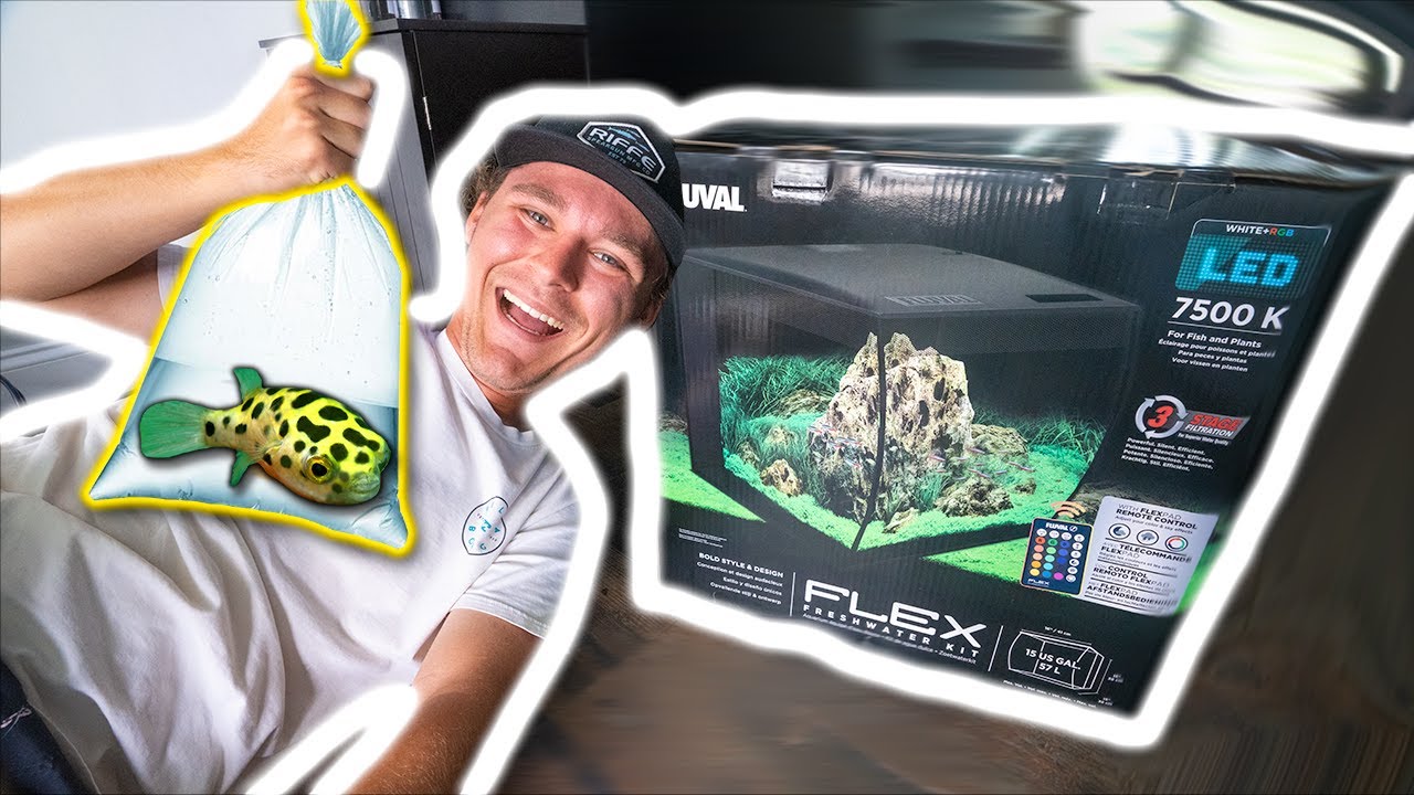 NEW EXOTIC FRESHWATER PUFFER FISH AQUARIUM!!! (Leopard Puffer Fish)