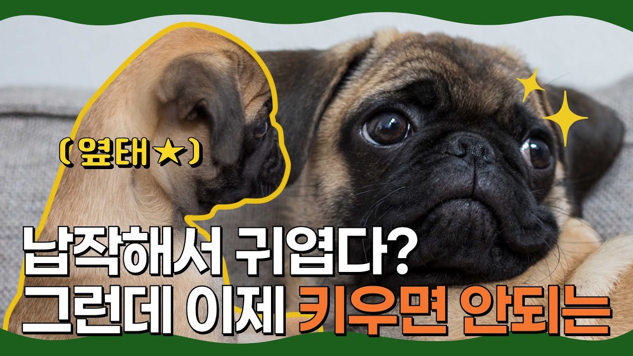 단두종, 귀엽지만 키우면 안되는 견종 l 땅소식 l Ep.2 l 단두종의 예, 단두종 증후군