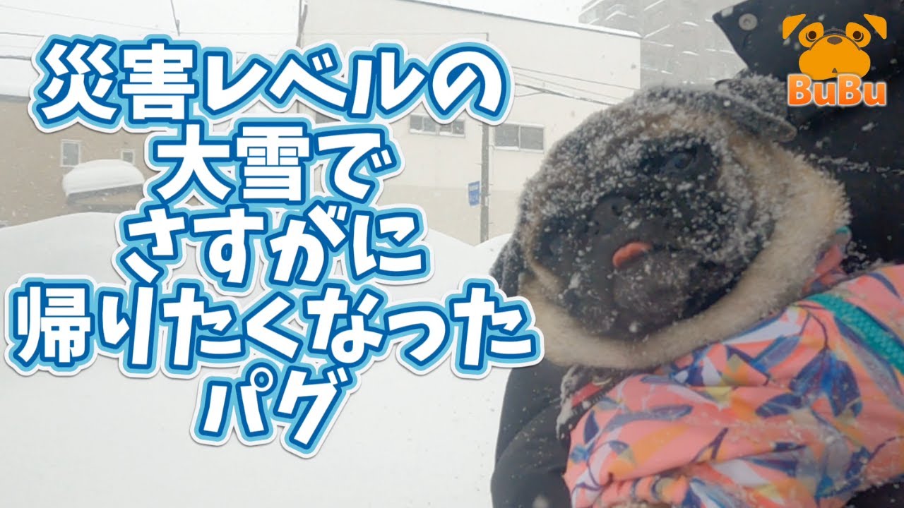 災害レベルの大雪でさすがに帰りたくなったパグ【パグ犬BuBu】