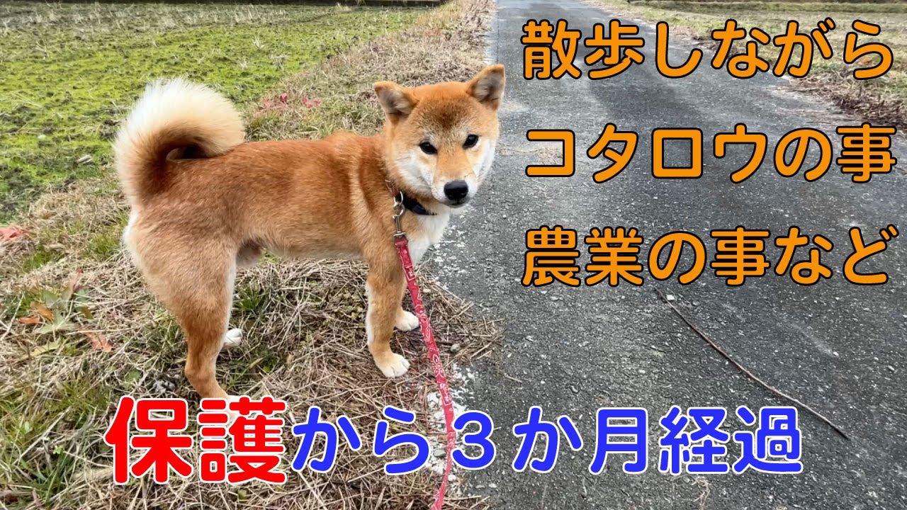 【散歩】コタロウ保護から３か月経過　コタロウの事や農業の事など