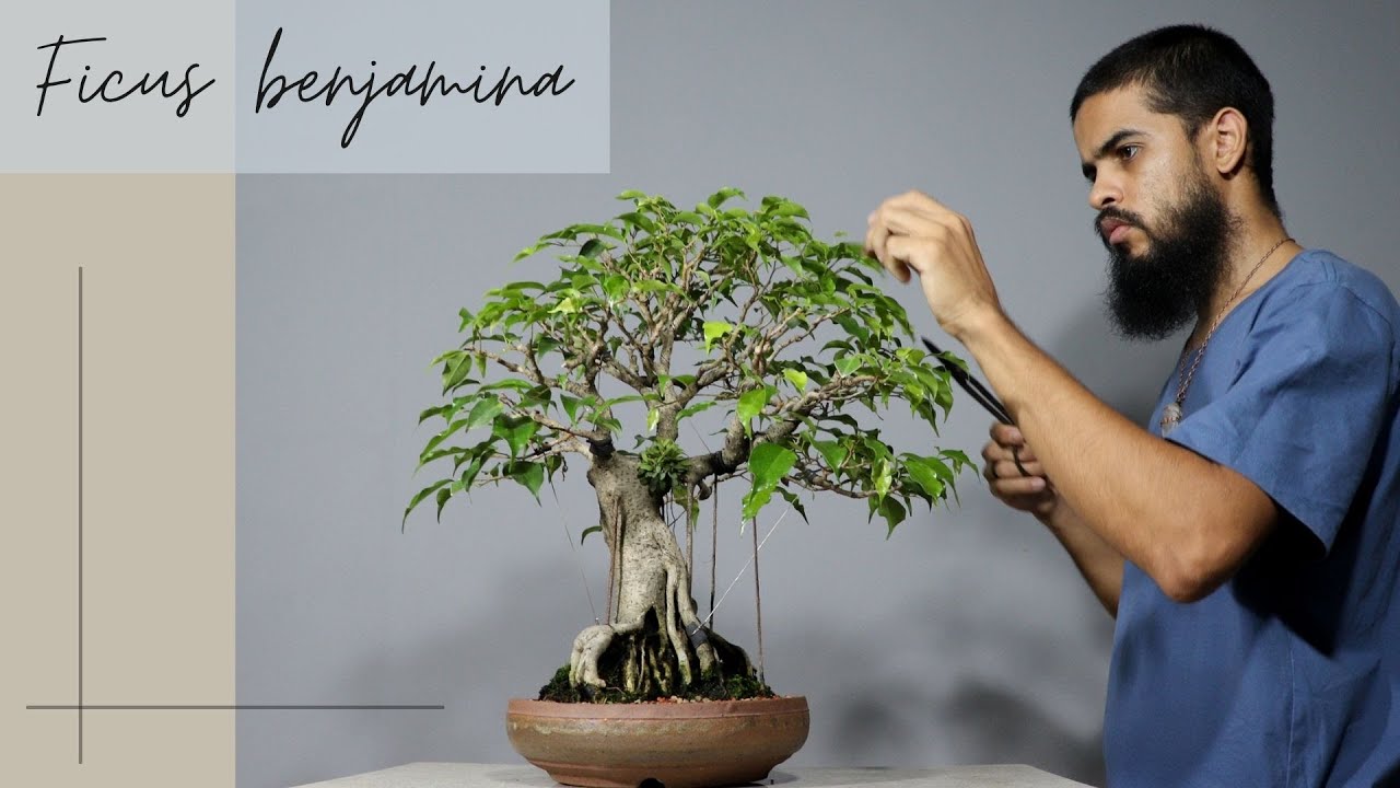 Ficus benjamina - Contemplar