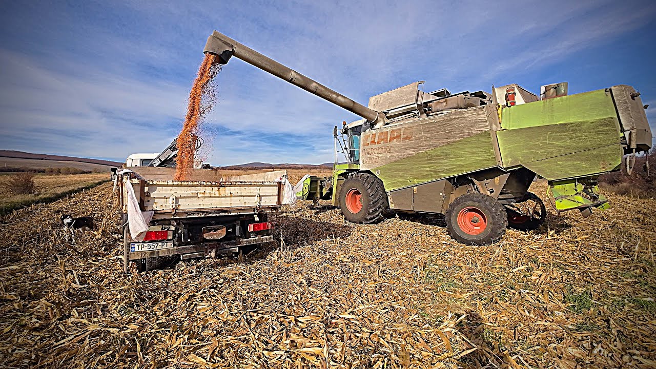 🌽7t/ha Corn Harvest - 2001 Claas Lexion 460 - 4K HDR