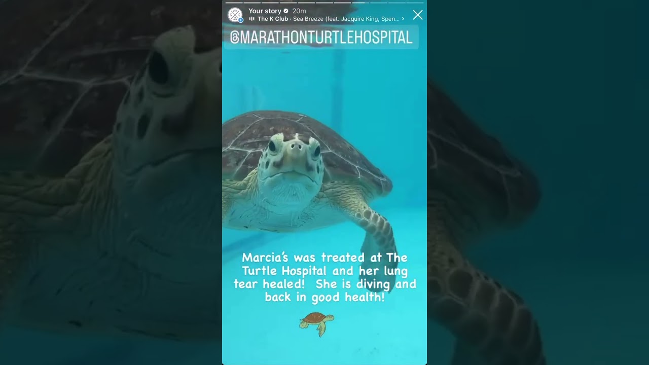 Fun takeover on @sandcloud InstaGram 🐢🌊💙😂! #connectandprotect #compassioniscontagi #turtlewatching