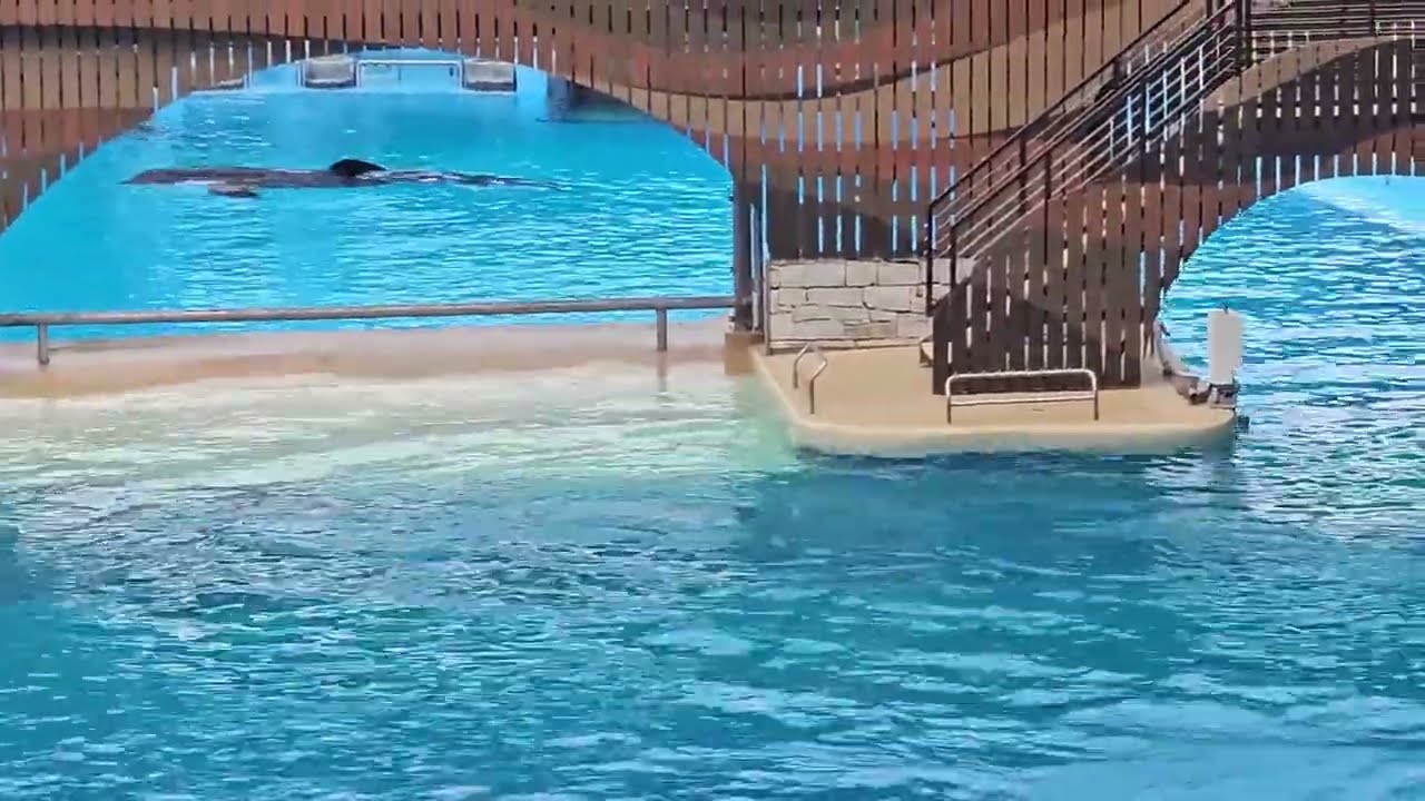 SeaWorld Orlando - Orca Show Pool - 2025