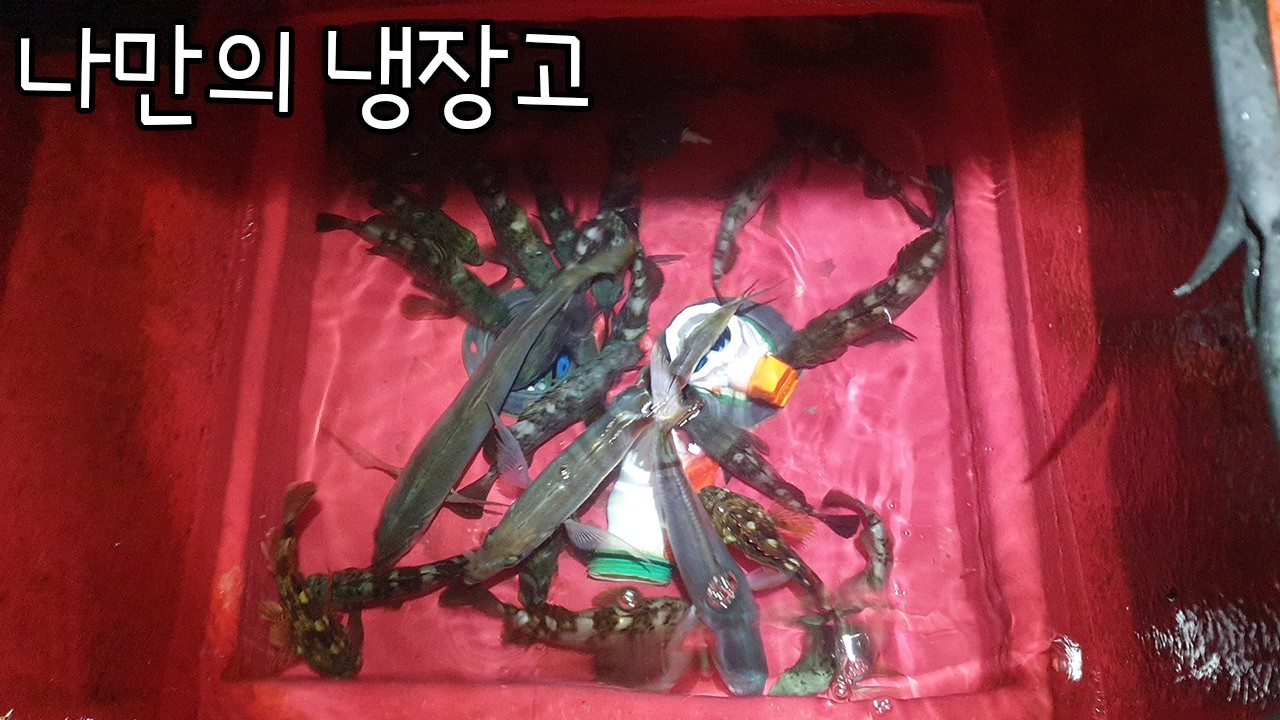 다른 사람들은 못 던지는 볼락 몰밭 포인트에서 무 뽑듯이 뽑아냈습니다.