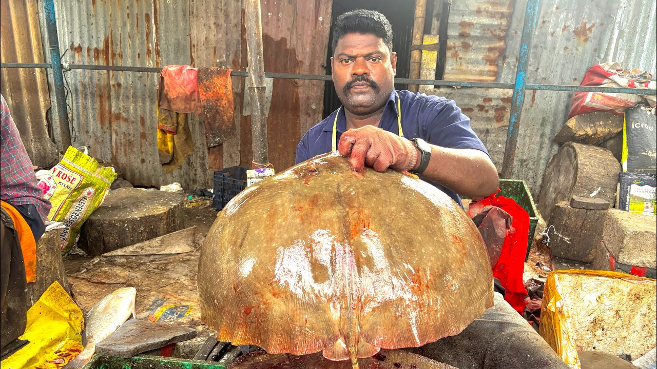 KASIMEDU SPEED SELVAM BIG SIZE STINGRAY FISH CUTTING VIDEO | KASIMEDU FISH CUTTING 