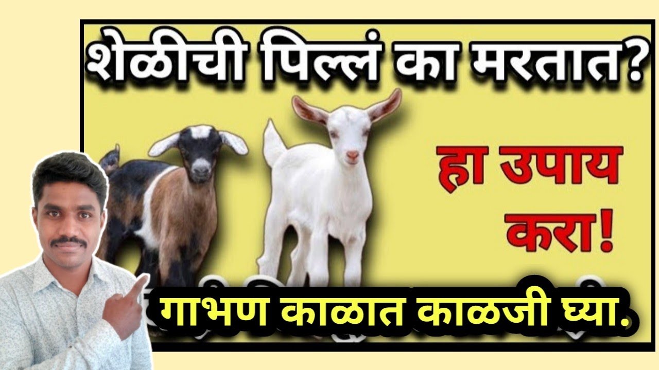 शेळीच्या पिल्लांचे (करडांचे) संगोपन | शेळीपालन व्यवसाय आणि अडचणी #शेळीपालन #shelipalan