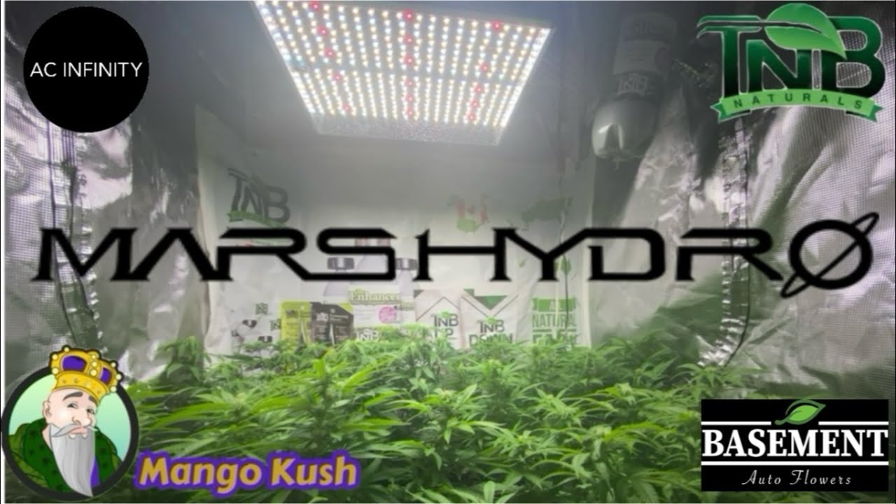 Mars Hydro Cup TS1000 Crop Kings Mango Kush end of wk 3 flower TNB Naturals, AC INFINITY grow.