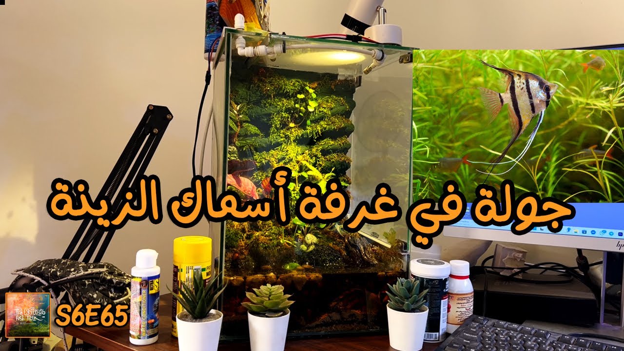S6E65 - جولة في غرفة أسماك الزينة