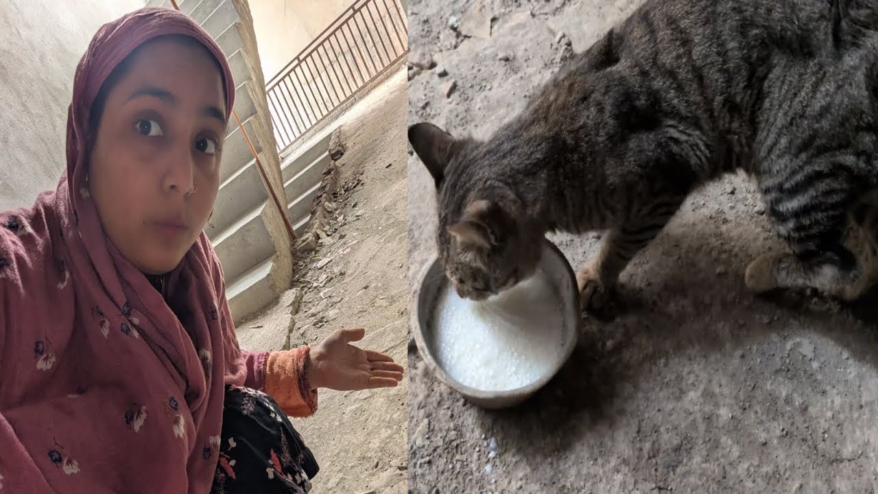  😭😱 Meri Meow Ka pair Toot Gayi 🐈🏥