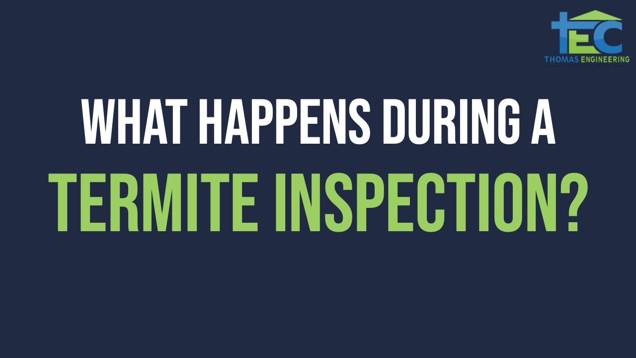 Termite Inspection - What To Look For