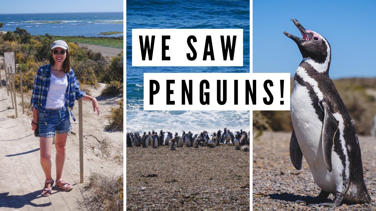 PATAGONIA WILDLIFE: Spotting Penguins + Sea Lions 🦭🐧 Day Trip: Valdes Peninsula in Chubut, Argentina