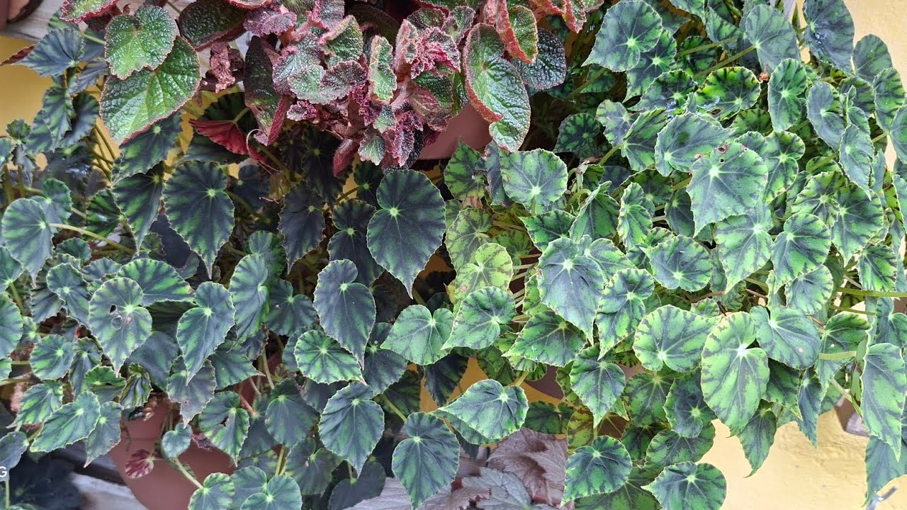 🌸 Atualização do Meu Jardim de Begônias + Como Fazer Mudas em Casa