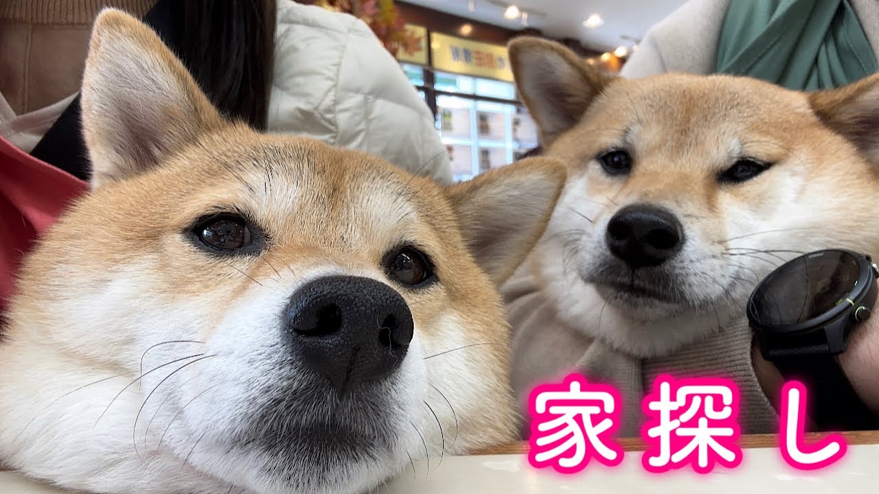 軽井沢で念願のお家を探しはじめました…