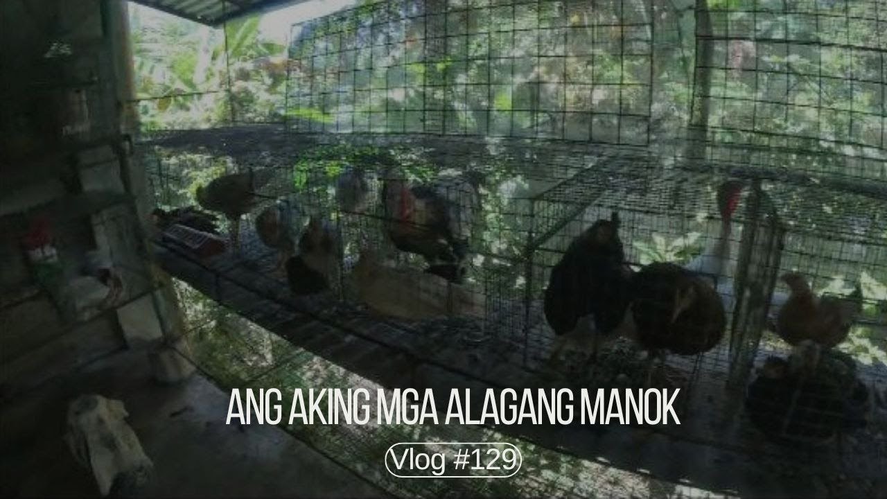 Ang aking mga alagang Manok