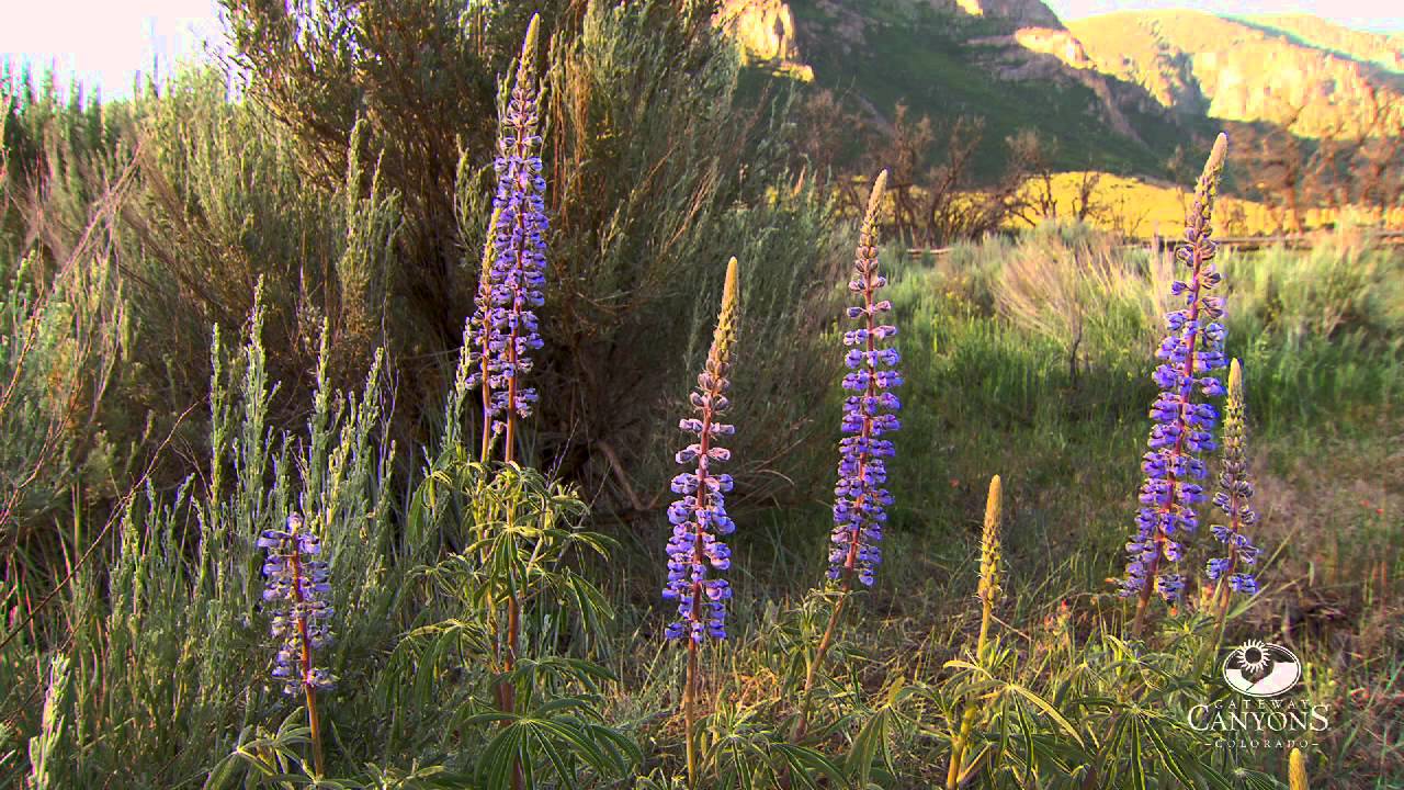 Western Colorado Wildlife and Rich Life Plant Surrounding Gateway Canyons Resort