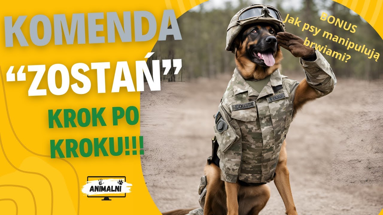 Jak nauczyć psa komendy 