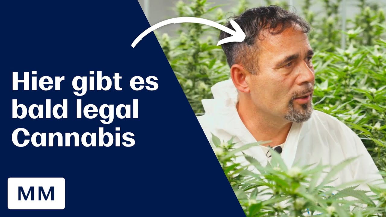 Cannabis aus Mannheim! Mannheimer Cannabis Social Club gibt bald Cannabis aus