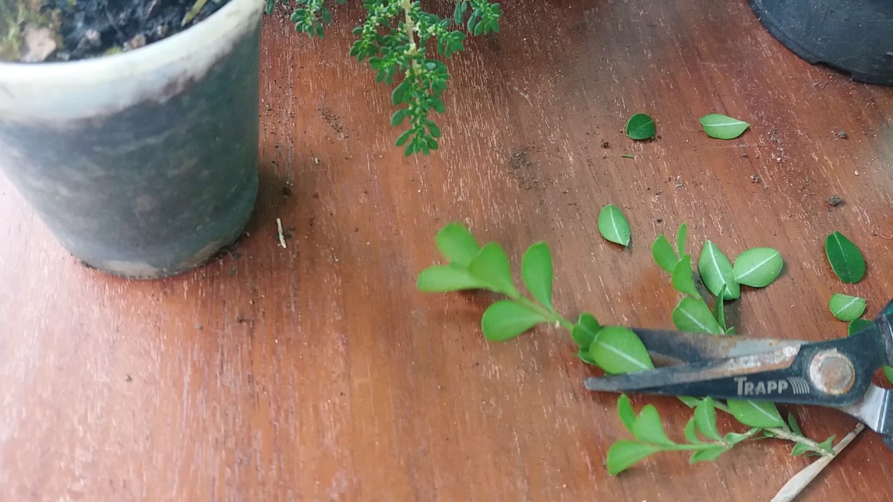 Como plantar Buxinho. Buxus sempervirens