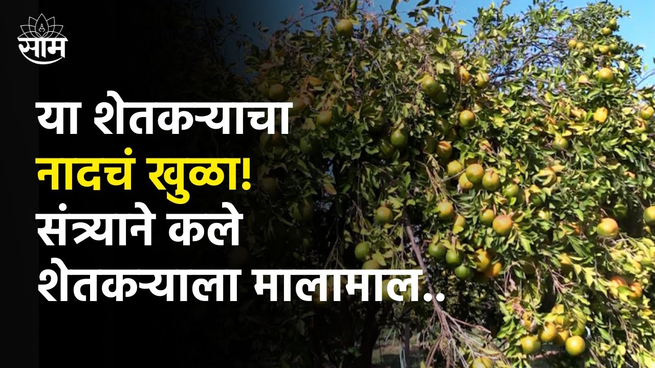 Yawatmal Farmer | या शेतकऱ्याने पारंपारीक शेती नाकारून घेतलं 8 लाखांच उत्पादन