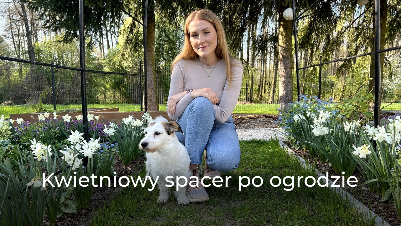 Kwietniowy spacer po ogrodzie | świdośliwa | obłędne narcyzy i tulipany | wiśnie i jabłonie ozdobne