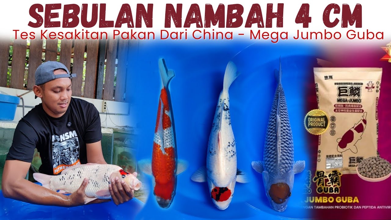 Before After Sebulan Pakai Pakan Mega Jumbo Guba ❗