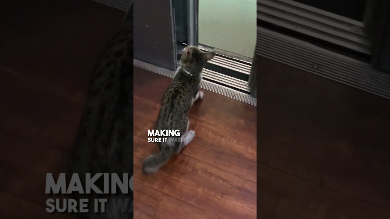 Это самый умный кот, которого вы когда-либо видели! 😺🧠
