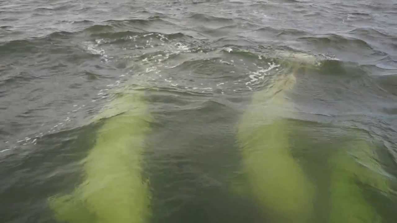 对鲸吹笛！白鲸与竹笛。James yezi - Performing Chinese flute for belugas 2 - Churchill, MB